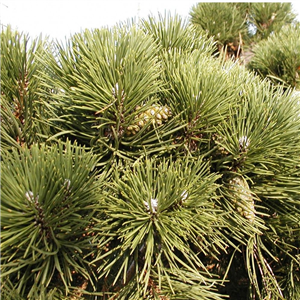 Pinus Mugo 'Colombo'